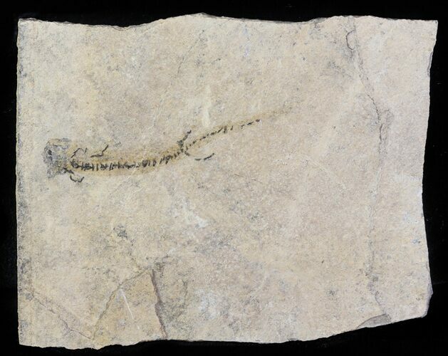 Permian Branchiosaur (Amphibian) Fossil - Germany #63586